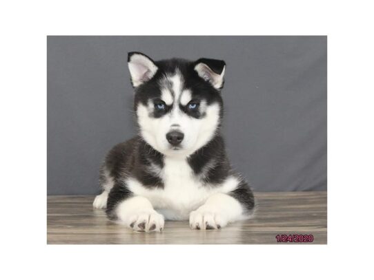 Siberian Husky DOG Male Black / White 13002 Petland Pensacola, Florida