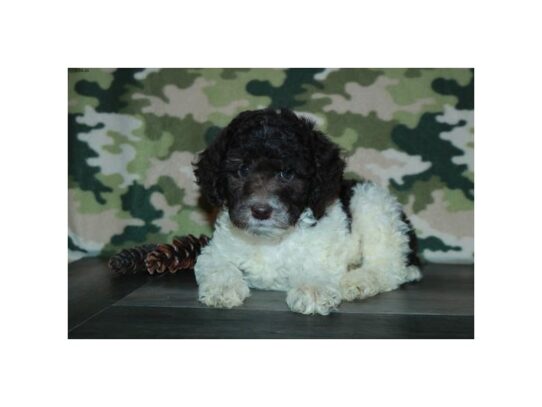 Poodle Standard DOG Female Chocolate / White 13006 Petland Pensacola, Florida