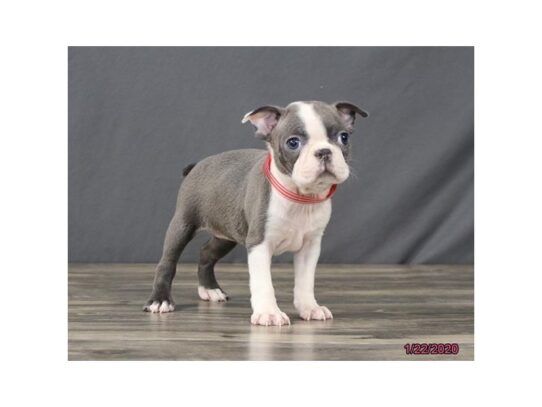 Boston Terrier-DOG-Female-Blue / White-12986-Petland Pensacola, Florida