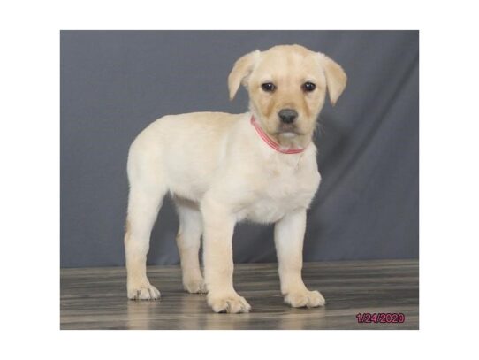 Labrador Retriever DOG Female Yellow 12991 Petland Pensacola, Florida