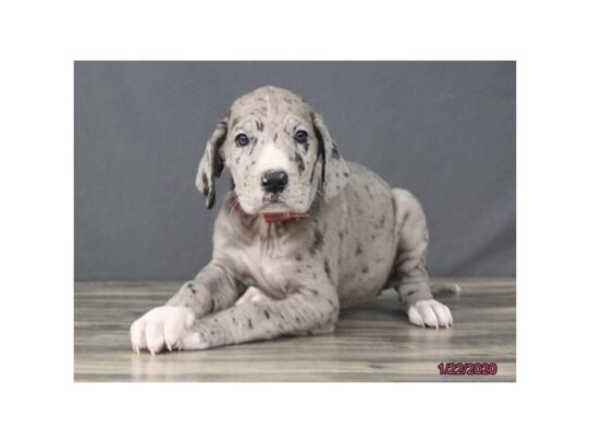 Great Dane-DOG-Female-Blue Merle-12998-Petland Pensacola, Florida