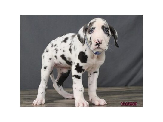 Great Dane DOG Male Harlequin 12999 Petland Pensacola, Florida