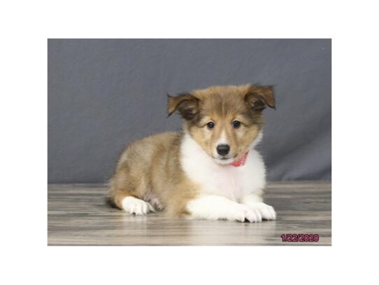 Shetland Sheepdog-DOG-Female-Sable / White-13000-Petland Pensacola, Florida