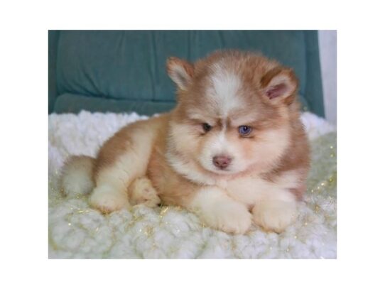 Pomsky DOG Male Chocolate / White 13012 Petland Pensacola, Florida