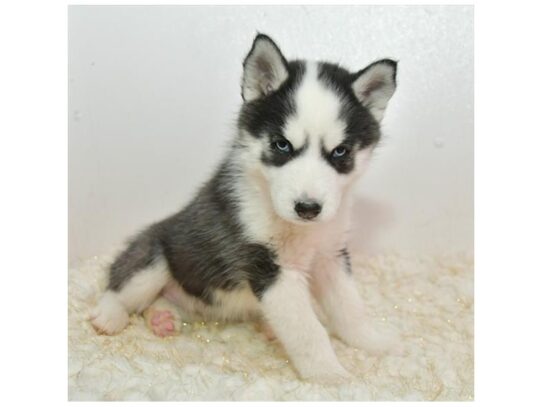 Siberian Husky DOG Female Black / White 13001 Petland Pensacola, Florida