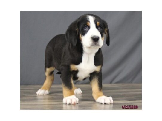 Greater Swiss Mountain Dog DOG Female Black, White / Red 13008 Petland Pensacola, Florida