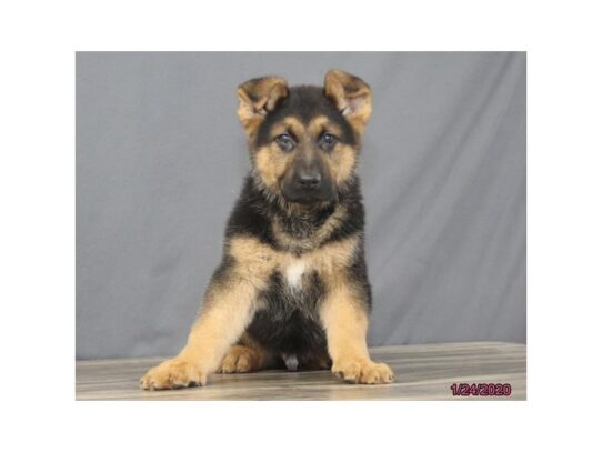 German Shepherd Dog DOG Male Black / Tan 13007 Petland Pensacola, Florida