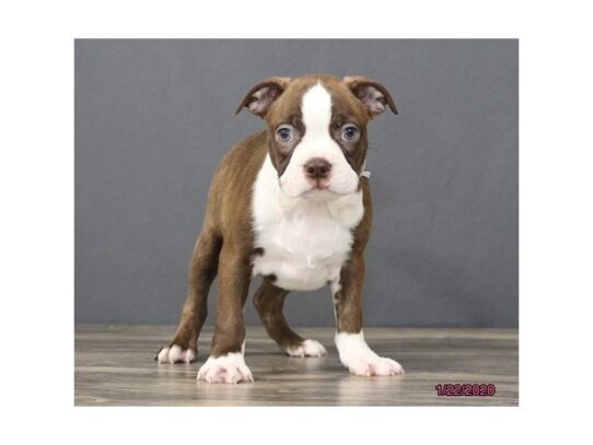 Boston Terrier DOG Male Seal / White 12987 Petland Pensacola, Florida