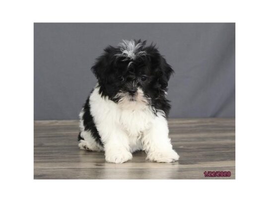 Teddy Bear DOG Female Black / White 13010 Petland Pensacola, Florida