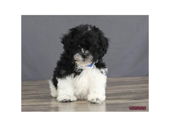 Teddy Bear DOG Male Black / White 13011 Petland Pensacola, Florida