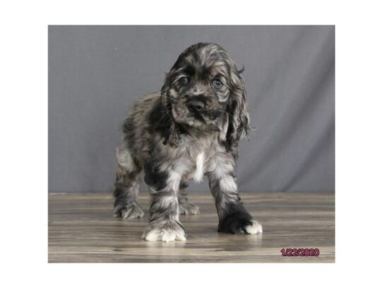 Cocker Spaniel DOG Male Blue Roan 12989 Petland Pensacola, Florida