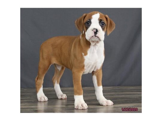 Boxer DOG Female Fawn / White 12988 Petland Pensacola, Florida