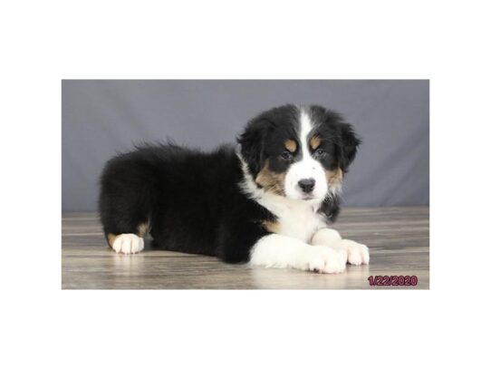 Australian Shepherd DOG Female Black 12984 Petland Pensacola, Florida