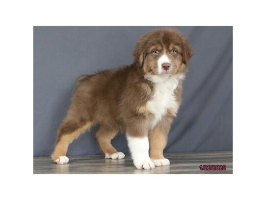 Australian Shepherd DOG Male Red 12985 Petland Pensacola, Florida