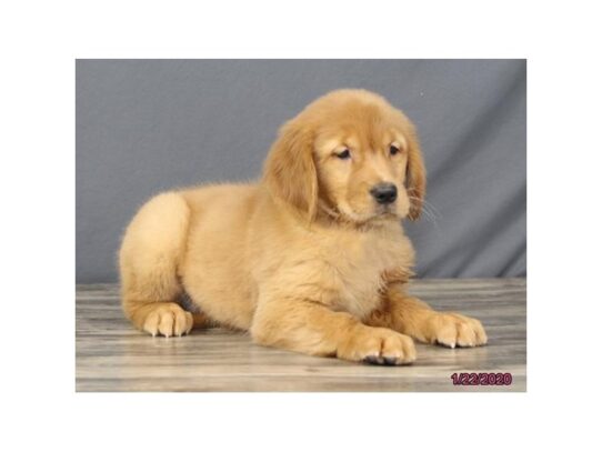 Golden Retriever DOG Female Golden 12997 Petland Pensacola, Florida