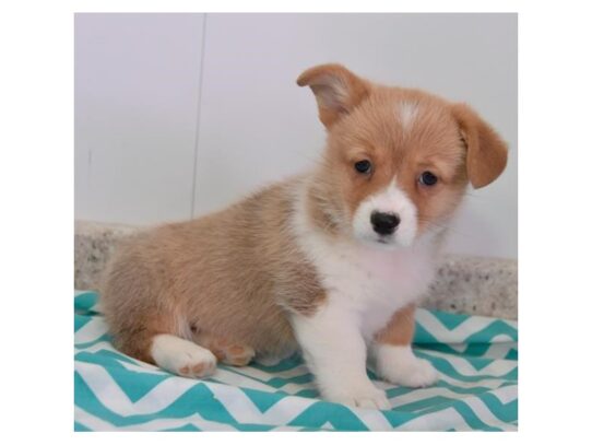 Pembroke Welsh Corgi DOG Female Red / White 12995 Petland Pensacola, Florida