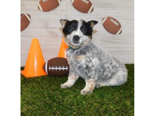 Australian Cattle Dog DOG Female Blue Mottled 12983 Petland Pensacola, Florida