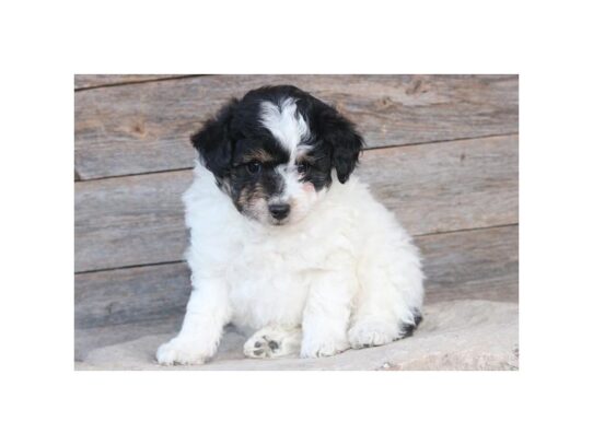 Aussiedoodle Mini DOG Male Black / White 13009 Petland Pensacola, Florida