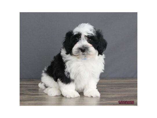 Havanese DOG Male Black / White 12990 Petland Pensacola, Florida