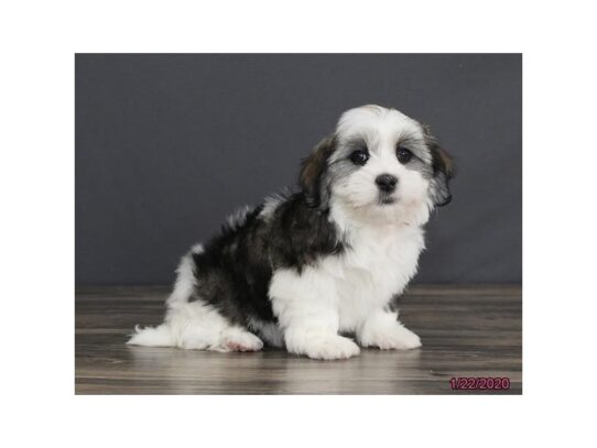 Havanese DOG Female Black Sable 13014 Petland Pensacola, Florida