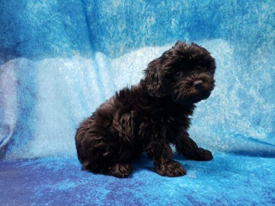 Havapoo DOG Female Black 12981 Petland Pensacola, Florida