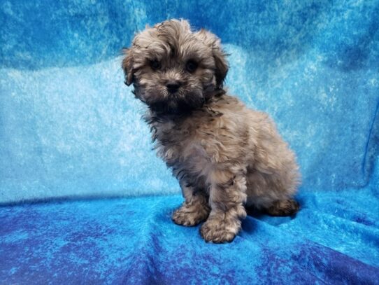 Lhasa Poo DOG Male Sable 12982 Petland Pensacola, Florida