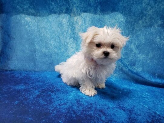 Maltese DOG Female White 12980 Petland Pensacola, Florida