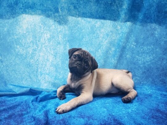 Pug-DOG-Male-Fawn-13015-Petland Pensacola, Florida