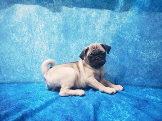 Pug DOG Female Fawn 13016 Petland Pensacola, Florida