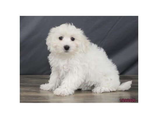 Coton De Tulear-DOG-Female-White-13026-Petland Pensacola, Florida