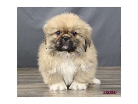 Pekingese DOG Male Fawn 13023 Petland Pensacola, Florida