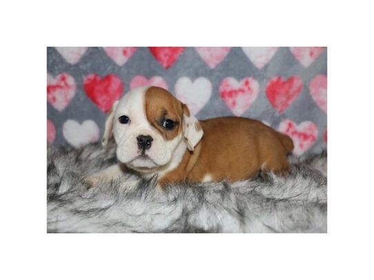 Beabull Bulldog DOG Female Red / White 13028 Petland Pensacola, Florida