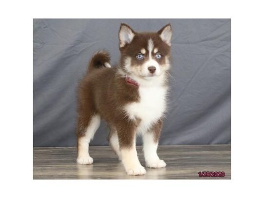 Pomsky-DOG-Female-Chocolate White Tan-13019-Petland Pensacola, Florida