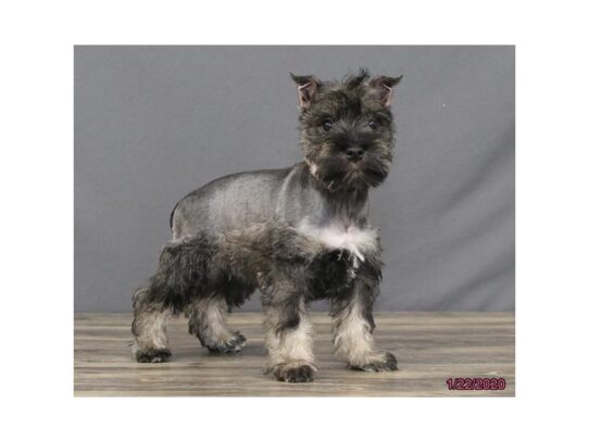 Miniature Schnauzer-DOG-Female-Salt / Pepper-13021-Petland Pensacola, Florida