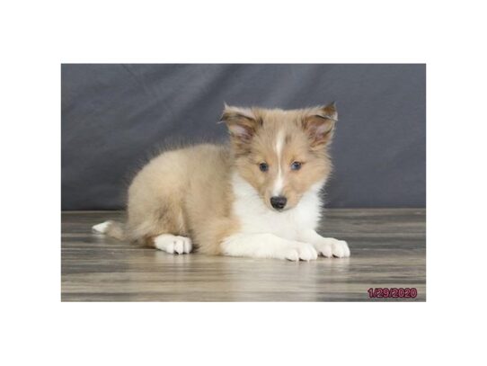 Shetland Sheepdog DOG Male Sable / White 13025 Petland Pensacola, Florida