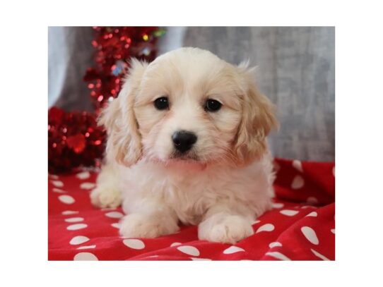 Cavachon DOG Male Blenheim / White 13029 Petland Pensacola, Florida