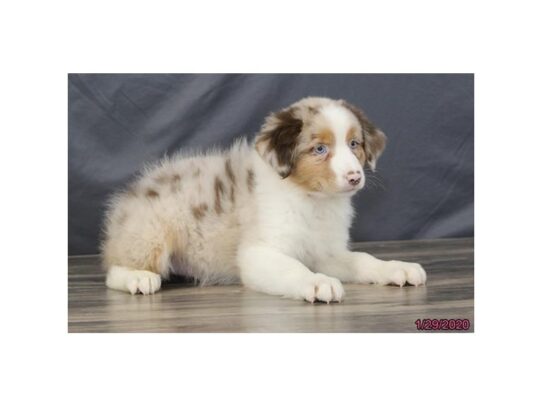 Australian Shepherd DOG Female Red Merle 13020 Petland Pensacola, Florida