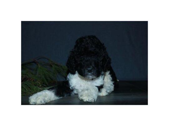 Poodle Standard DOG Male Black / White 13027 Petland Pensacola, Florida