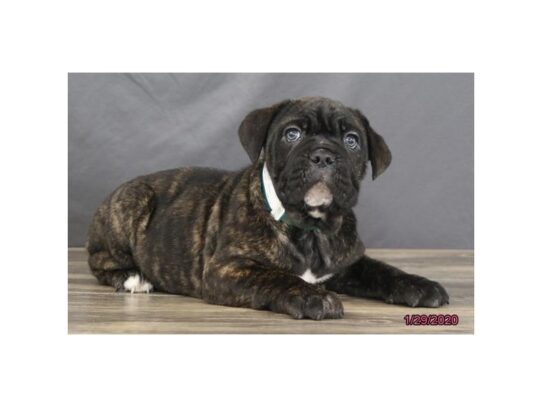 Neapolitan Bulldog-DOG-Female-Brindle-13030-Petland Pensacola, Florida