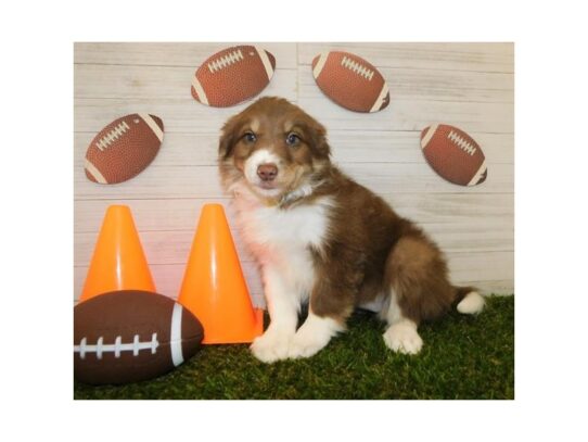 Border Collie DOG Female Red / White 13017 Petland Pensacola, Florida