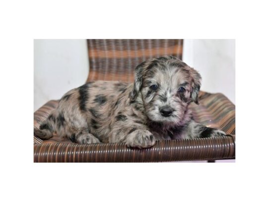 Goldendoodle Mini 2nd Gen DOG Female Chocolate Merle 13032 Petland Pensacola, Florida