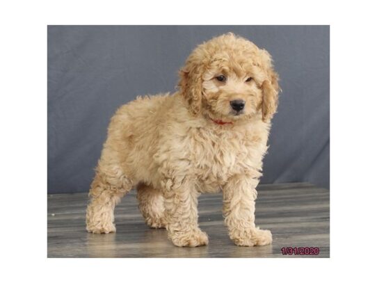 Goldendoodle Mini 2nd Gen DOG Female Apricot 13033 Petland Pensacola, Florida