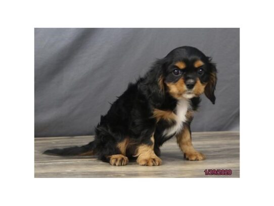 Cavalier King Charles Spaniel DOG Female Black / Tan 13024 Petland Pensacola, Florida