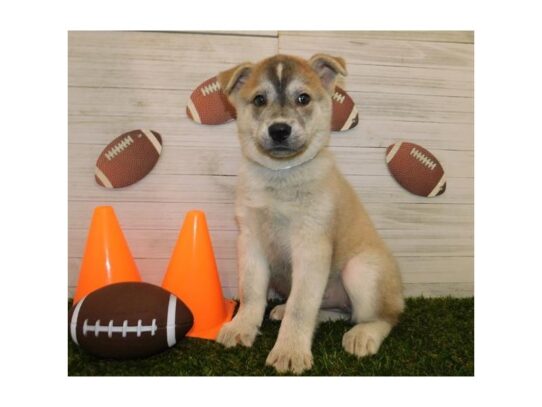 Chowsky-DOG-Female-Red Sable-13018-Petland Pensacola, Florida