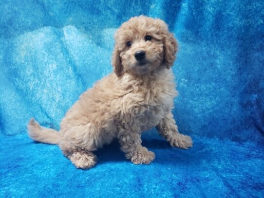 Goldendoodle Mini 2nd Gen DOG Male Red 13034 Petland Pensacola, Florida