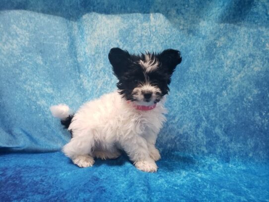 Papichon DOG Male Black / White Parti 13039 Petland Pensacola, Florida