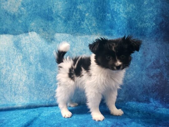 Papillon DOG Male Tri 13037 Petland Pensacola, Florida