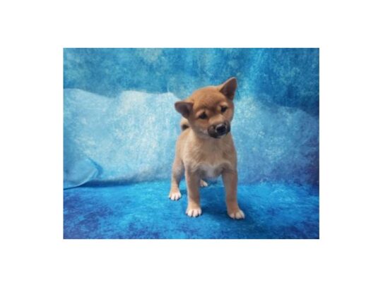 Shiba Inu DOG Male Red Sesame 13040 Petland Pensacola, Florida