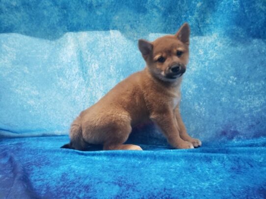 Shiba Inu DOG Female Red Sesame 13038 Petland Pensacola, Florida