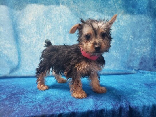 Silky Terrier DOG Female Black / Tan 13036 Petland Pensacola, Florida